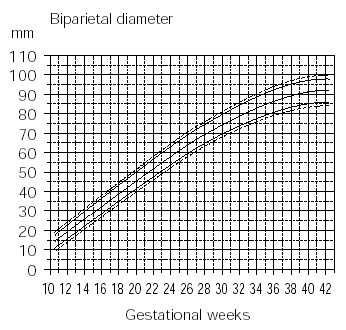 胎児の超音波数値の週数ごと平均 頭 Bpd が大きかった赤ちゃんのその後 元にゃーごの育児生活